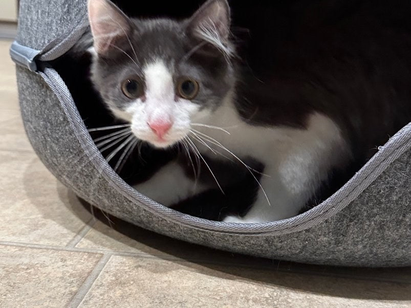 Cat Cave Bed vs Regular Cat Bed: Which One Will Your Cat Actually Use?